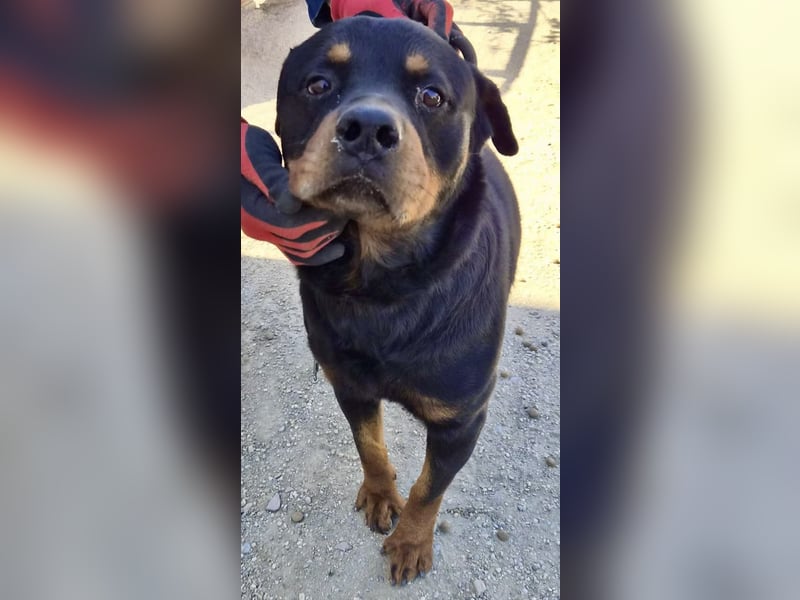 Ranger - freundlich, neugierig und unkompliziert