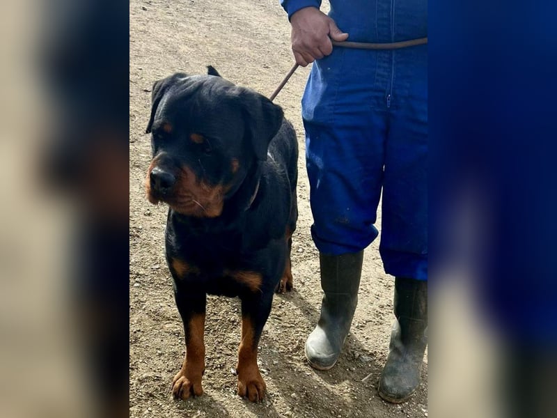 Maki - freundlich, aufmerksam und lernwillig