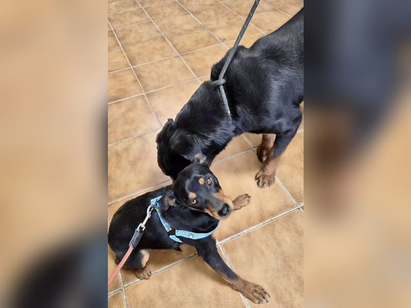 Ranger - freundlich, neugierig und unkompliziert