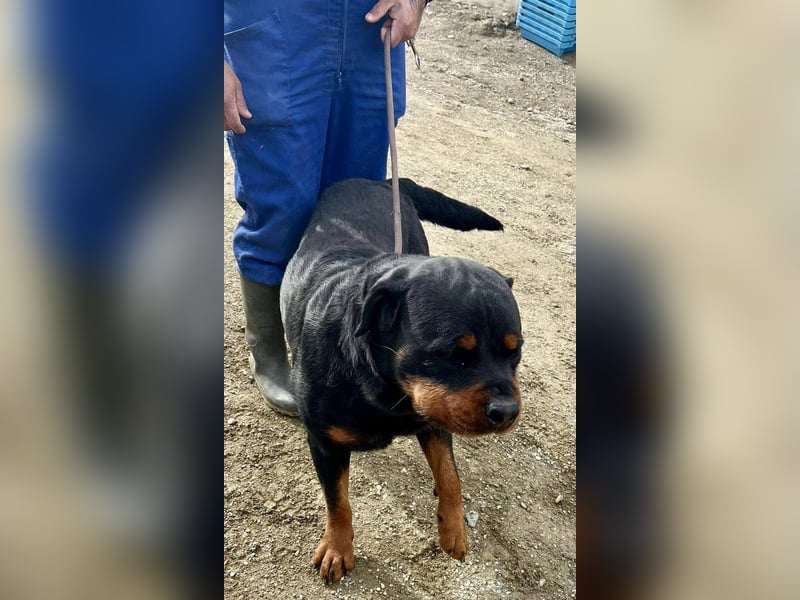 Maki - freundlich, aufmerksam und lernwillig