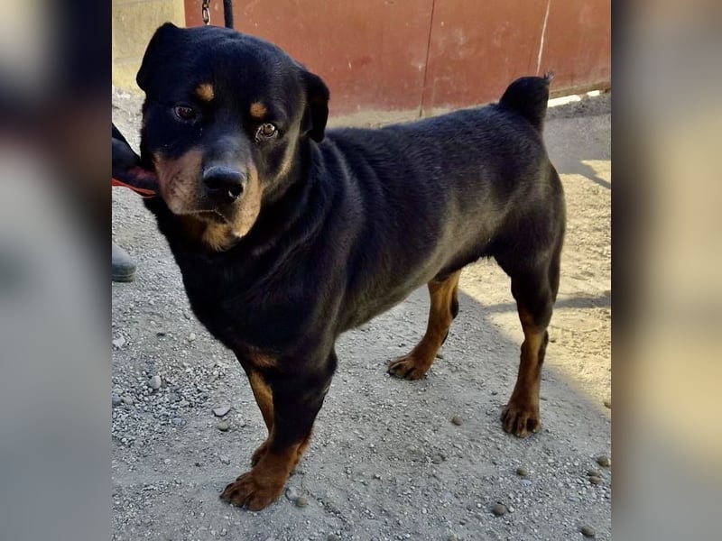 Ranger - freundlich, neugierig und unkompliziert