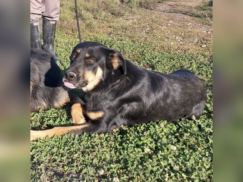 Akira als Baby ins Tierheim gekommen