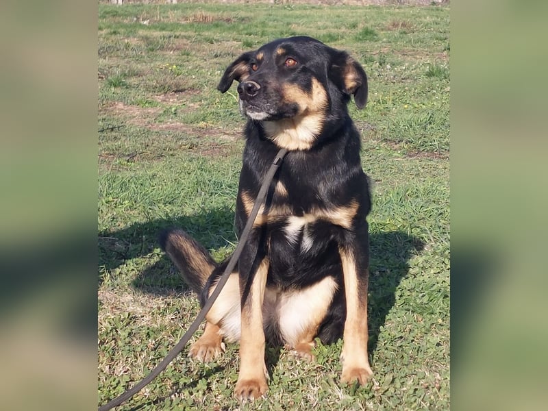 Akira als Baby ins Tierheim gekommen