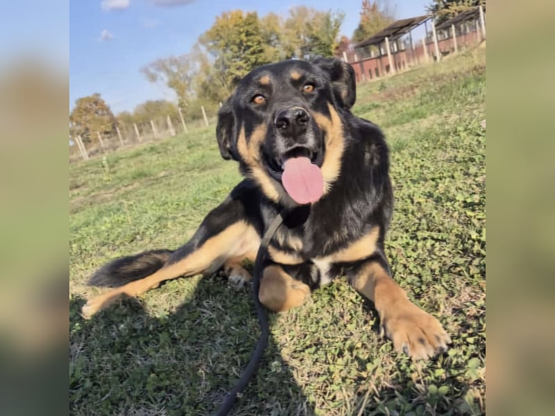 Akira als Baby ins Tierheim gekommen