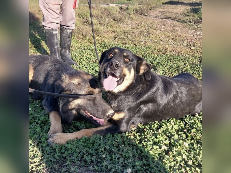 Akira als Baby ins Tierheim gekommen