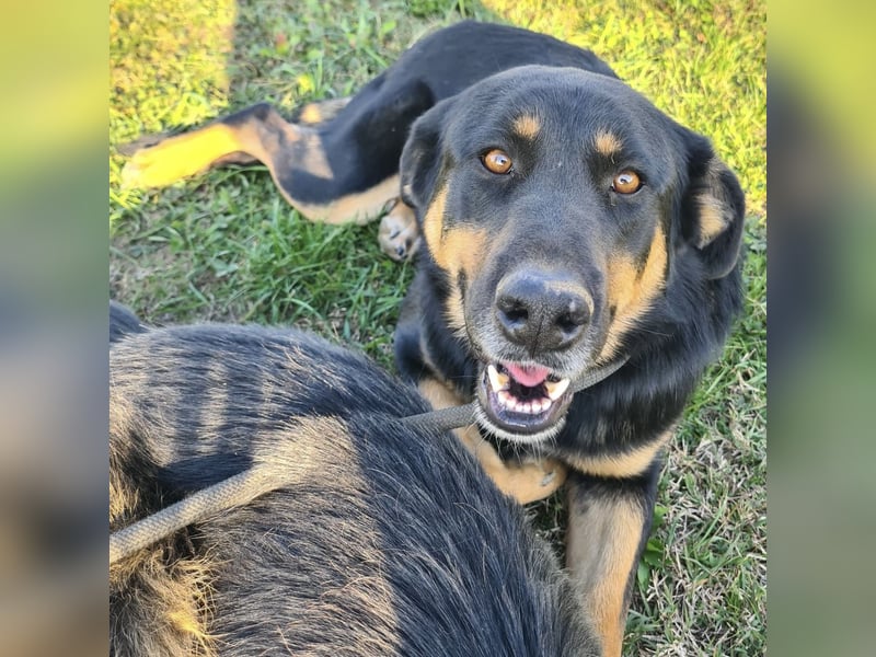 Akira als Baby ins Tierheim gekommen