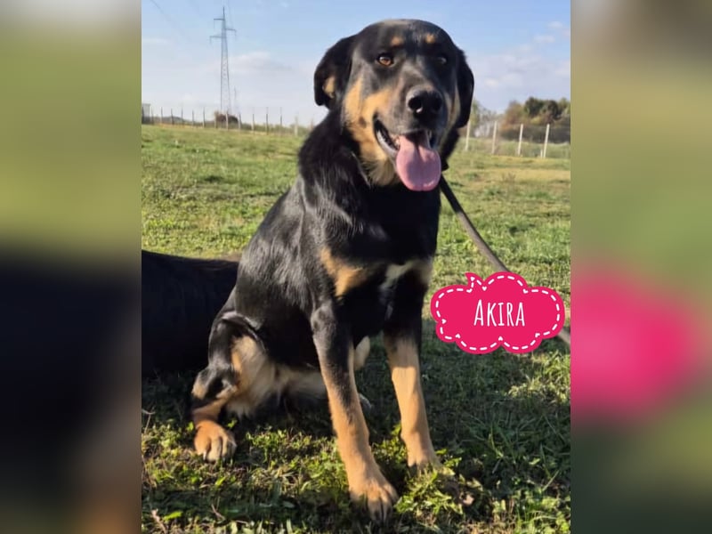 Akira als Baby ins Tierheim gekommen