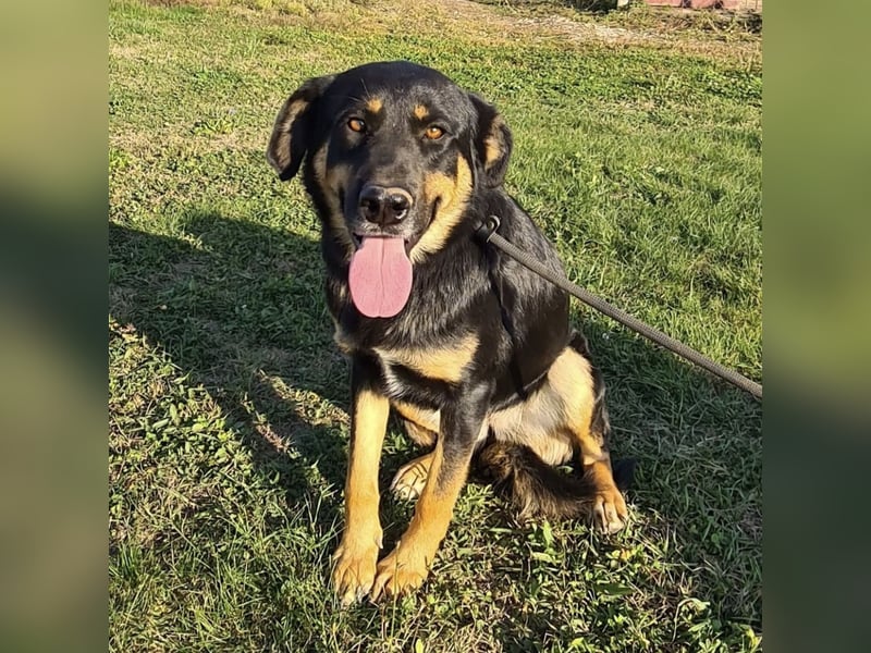 Akira als Baby ins Tierheim gekommen