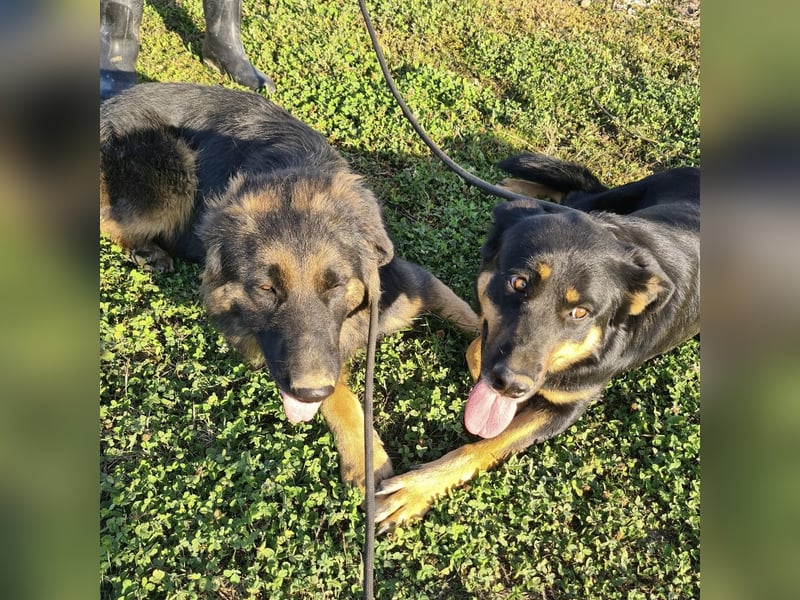 Akira als Baby ins Tierheim gekommen