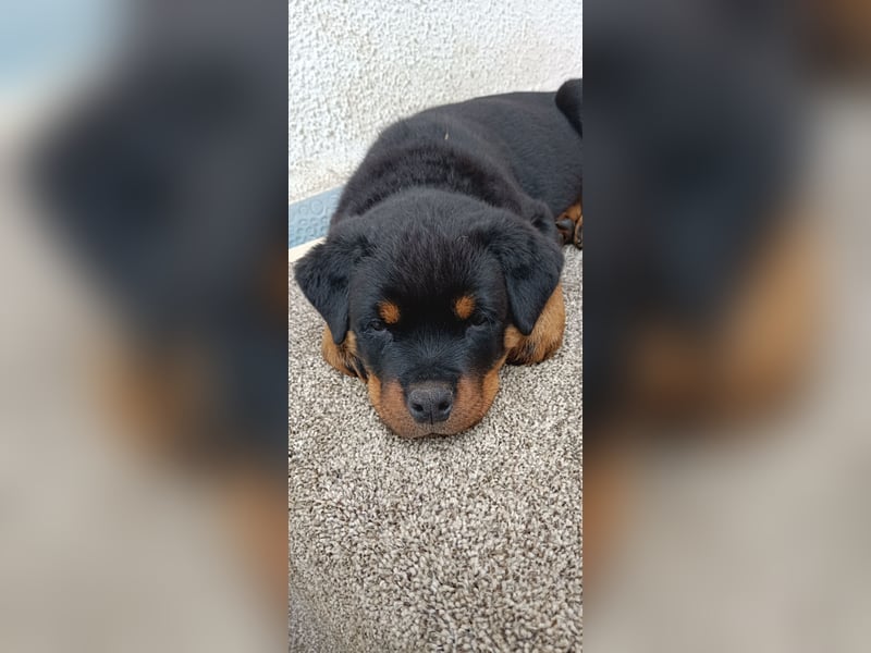 Rottweiler Welpen