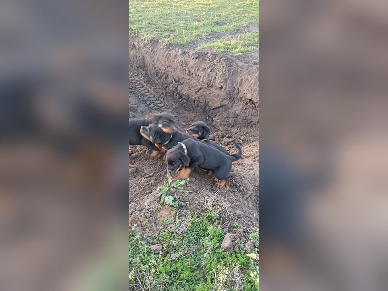 Rottweiler Welpen