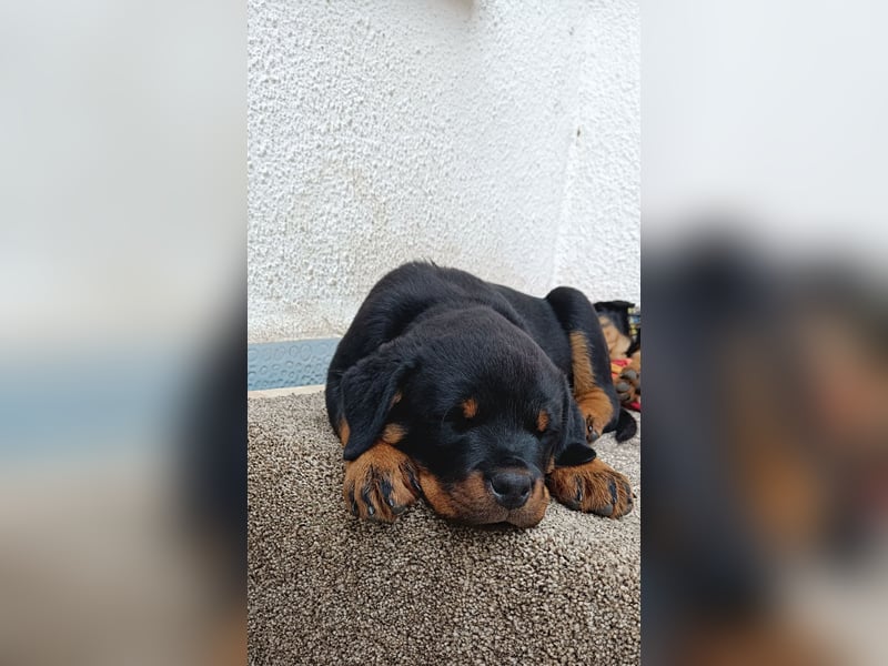 Rottweiler Welpen