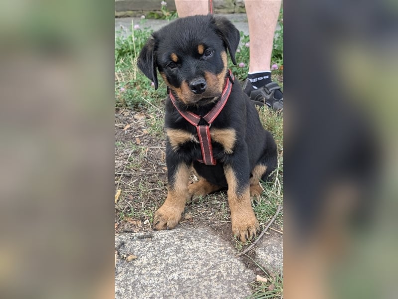 Rottweilerwelpen