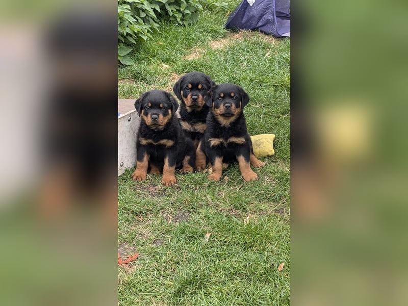 Rottweilerwelpen