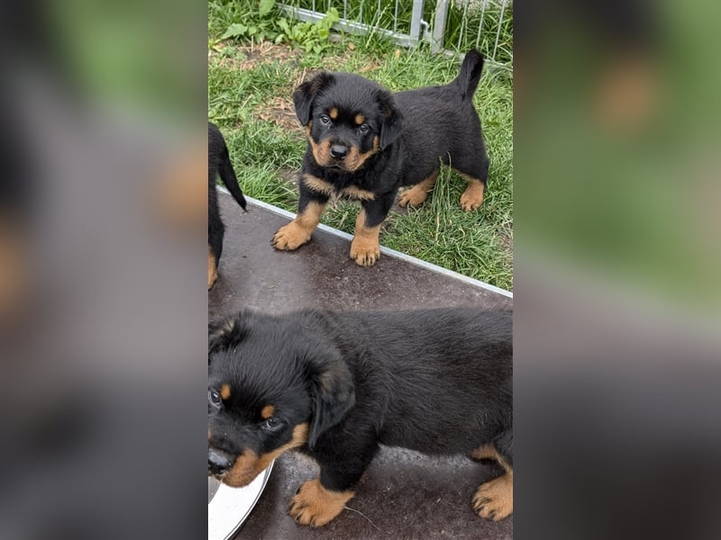 Rottweilerwelpen