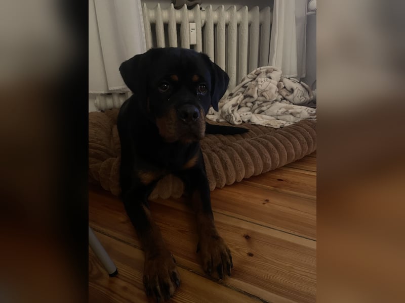 Junge Rottweiler Hündin mit Ahnentafel