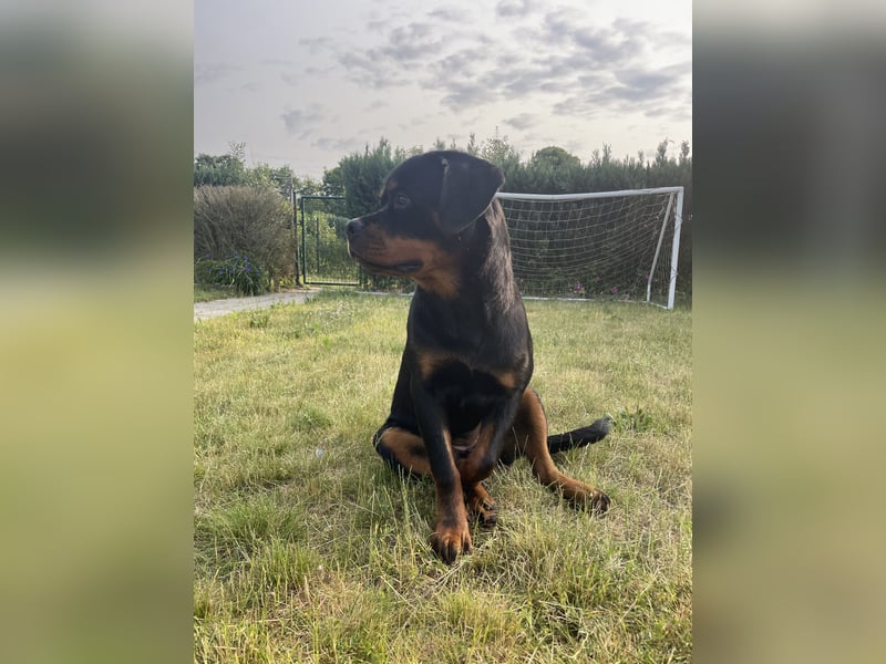 Junge Rottweiler Hündin mit Ahnentafel