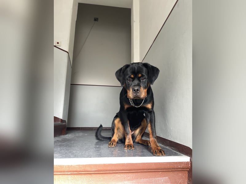 Junge Rottweiler Hündin mit Ahnentafel