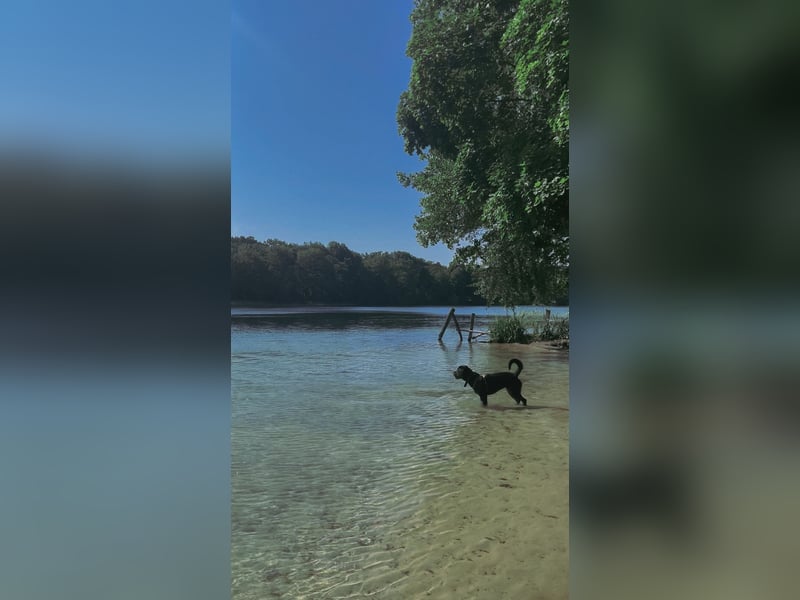Junge Rottweiler Hündin mit Ahnentafel