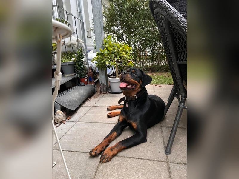 Junge Rottweiler Hündin mit Ahnentafel