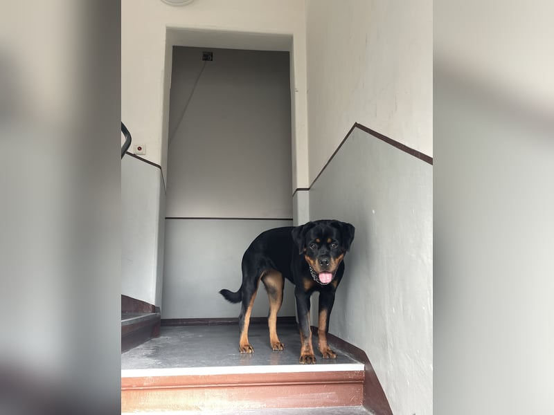 Junge Rottweiler Hündin mit Ahnentafel