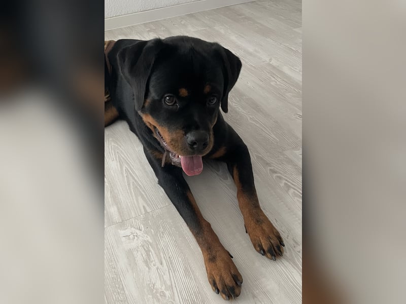 Junge Rottweiler Hündin mit Ahnentafel