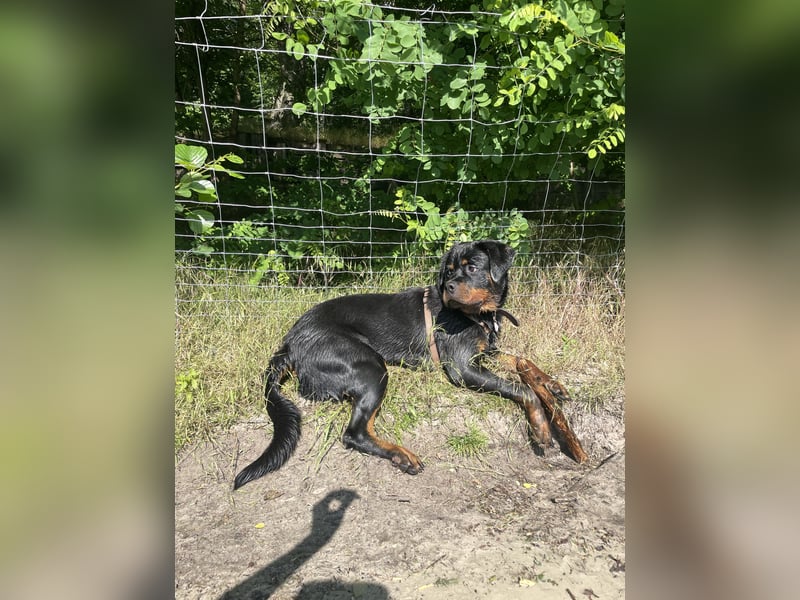 Junge Rottweiler Hündin mit Ahnentafel
