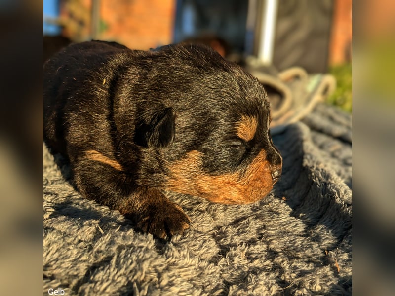 Rottweiler Hündin Gelb
