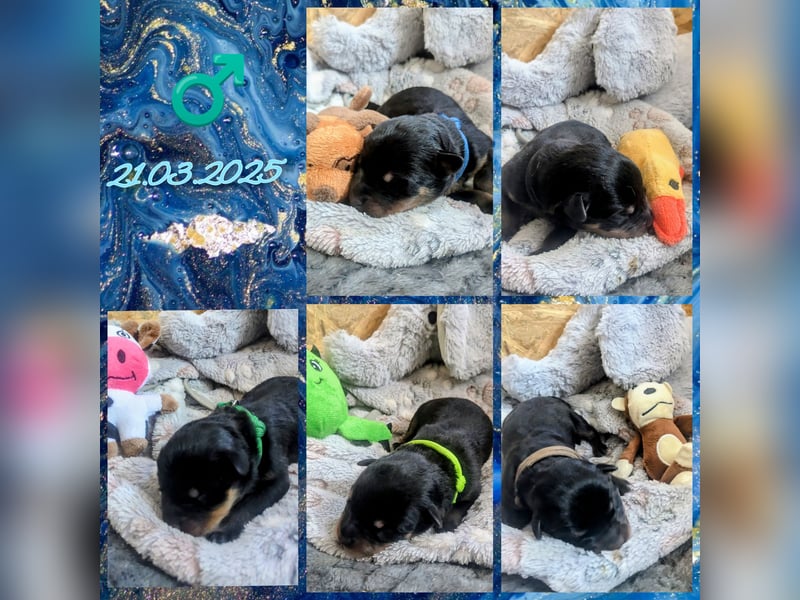 Rottweiler Welpen vom 21.03.2025