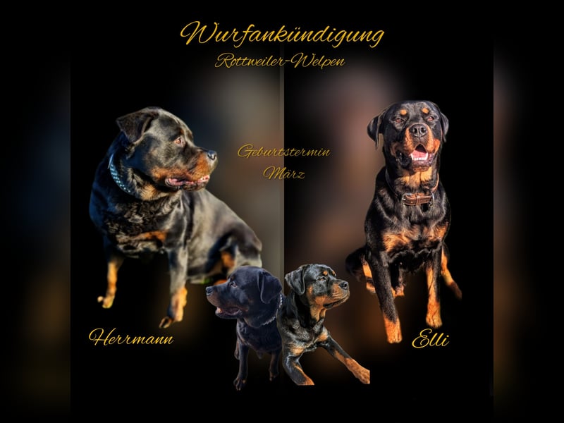 Rottweiler Welpen vom 21.03.2025