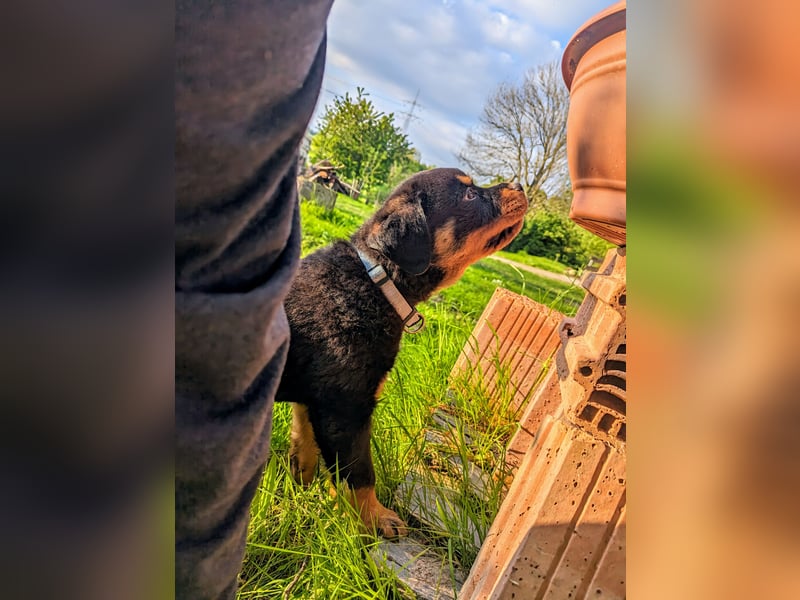 Rottweiler Welpen vom 21.03.2025