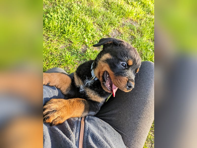 Rottweiler Welpen vom 21.03.2025