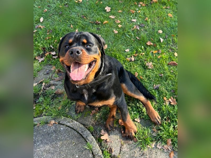 Rottweiler Welpen vom 21.03.2025