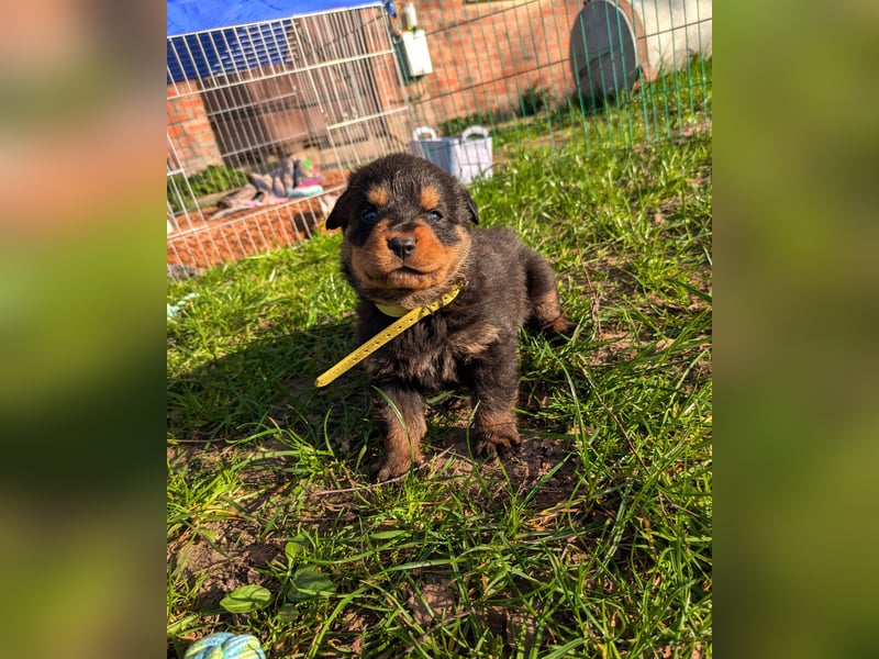 Rottweiler Hündin Gelb