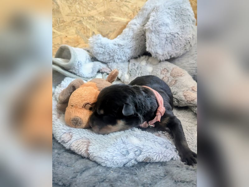 Rottweiler Hündin Rosa RESERVIERT