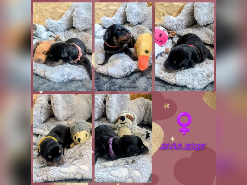 Rottweiler Welpen vom 21.03.2025