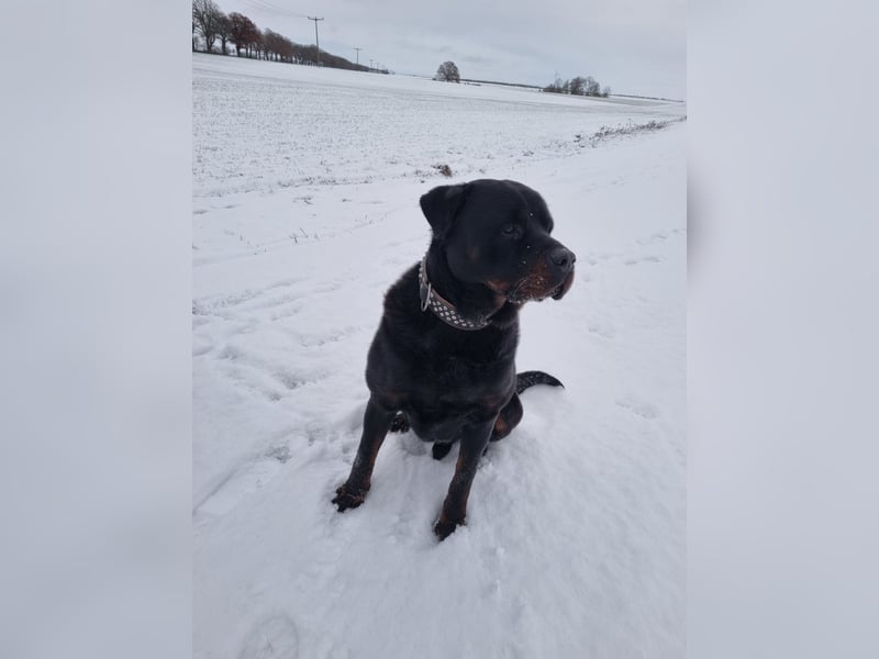 Rottweiler Welpen vom 21.03.2025