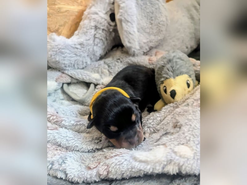 Rottweiler Hündin Gelb