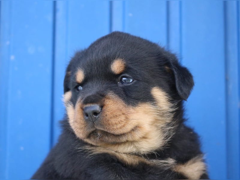 Rottweiler Welpen vom 21.03.2025