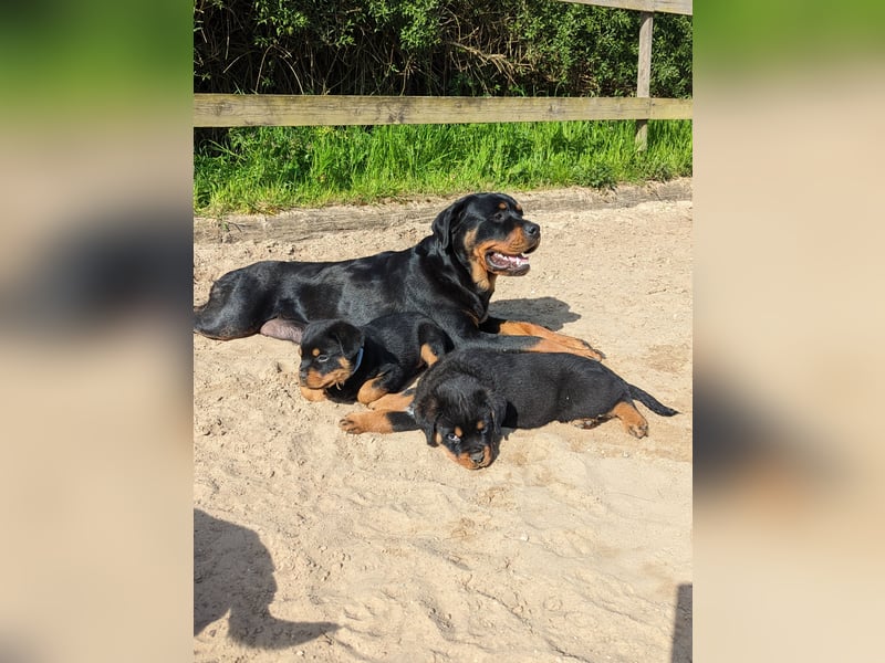 Rottweiler Welpen vom 21.03.2025