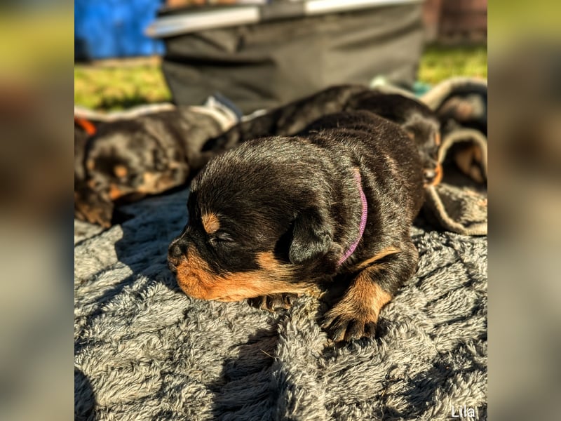 Rottweiler Hündin Lila RESERVIERT