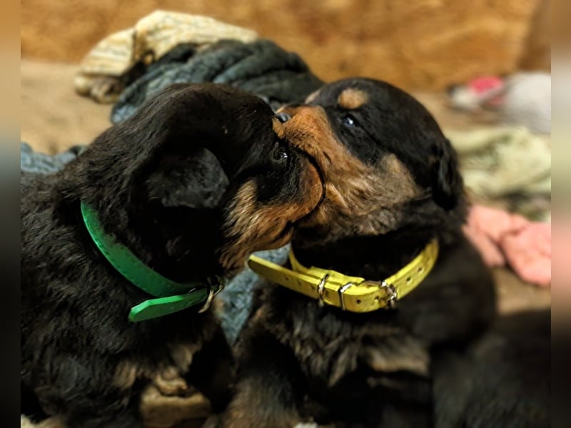 Rottweiler Hündin Gelb