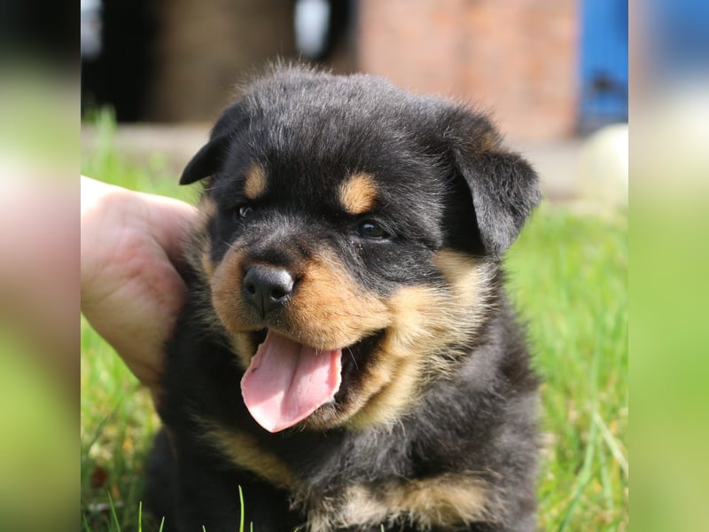 Rottweiler Welpen vom 21.03.2025