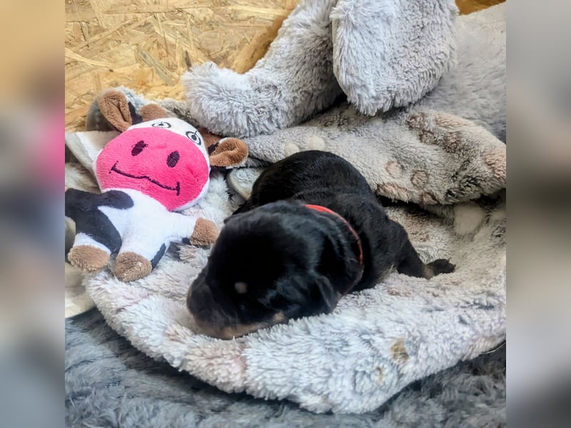 Rottweiler Hündin Rot RESERVIERT