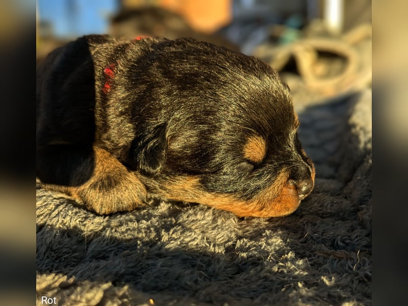 Rottweiler Hündin Rot RESERVIERT