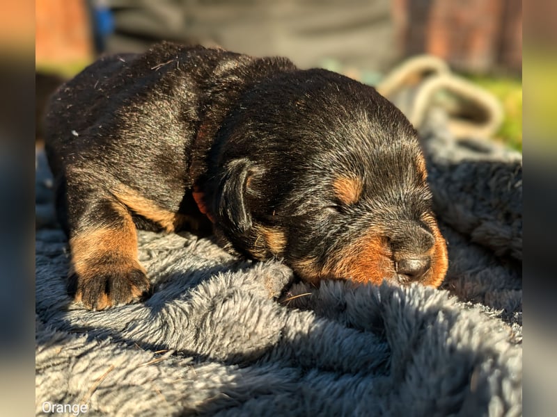 Rottweiler Hündin Orange RESERVIERT