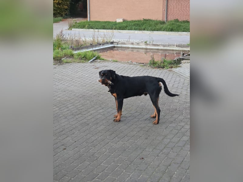 Rottweiler Welpen vom 21.03.2025