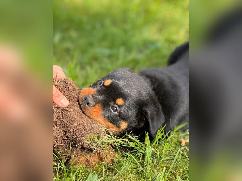 Rottweiler Welpen vom 21.03.2025