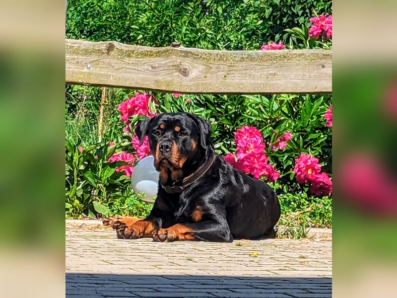 Rottweiler Welpen vom 21.03.2025