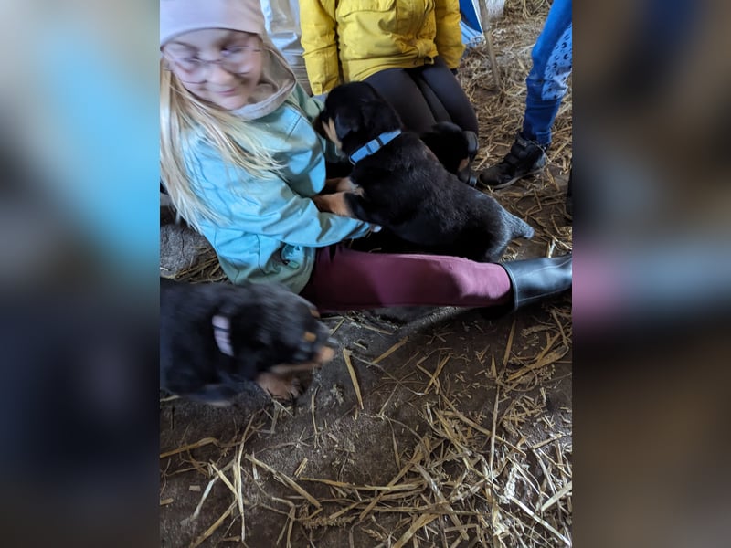 Rottweiler Welpen vom 21.03.2025